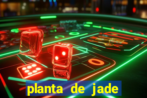 planta de jade significado espiritual